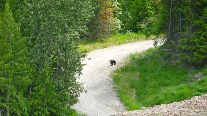 bear