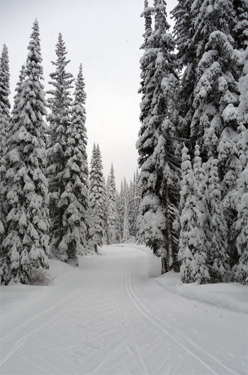 forest